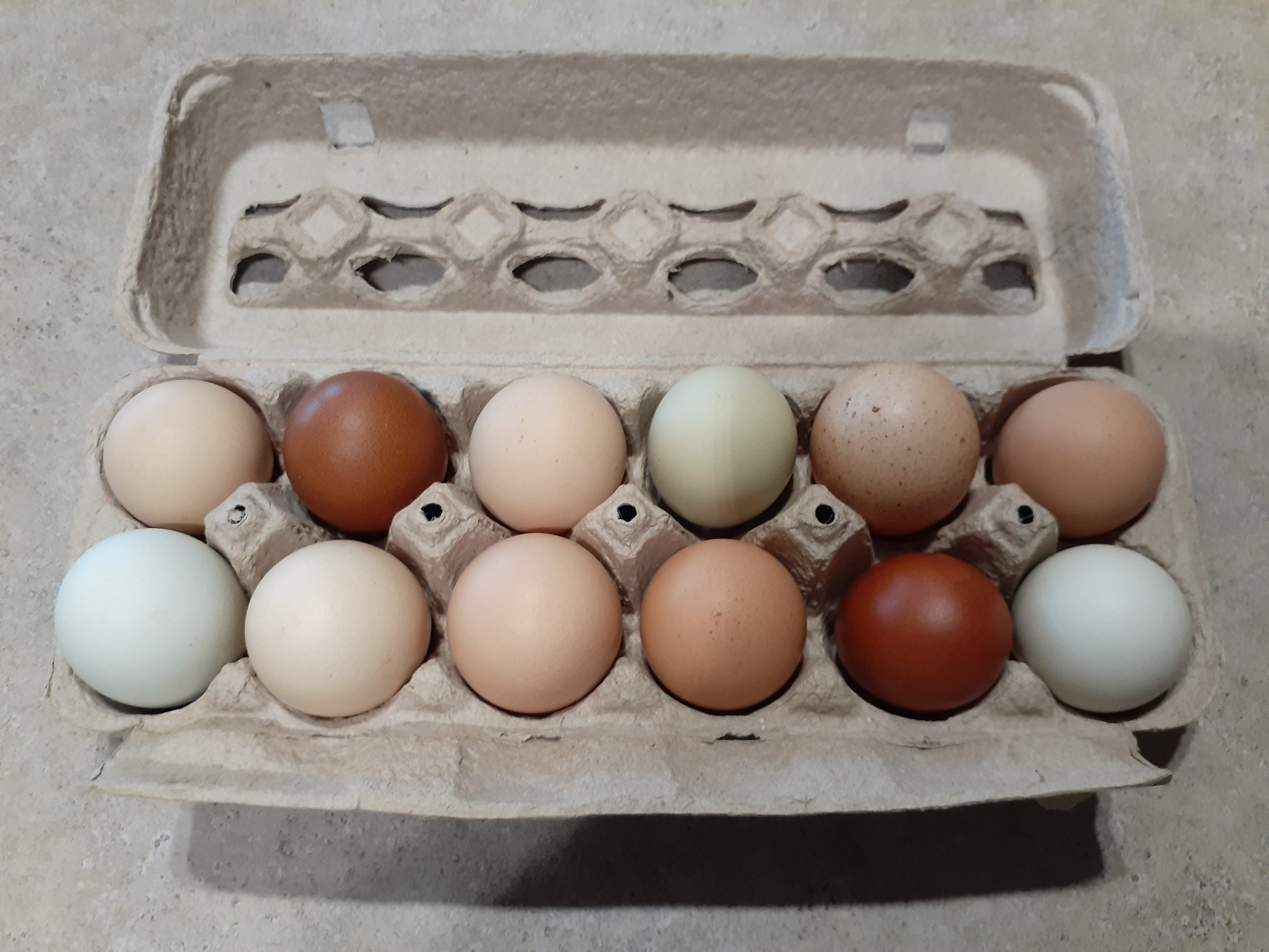 Eggs