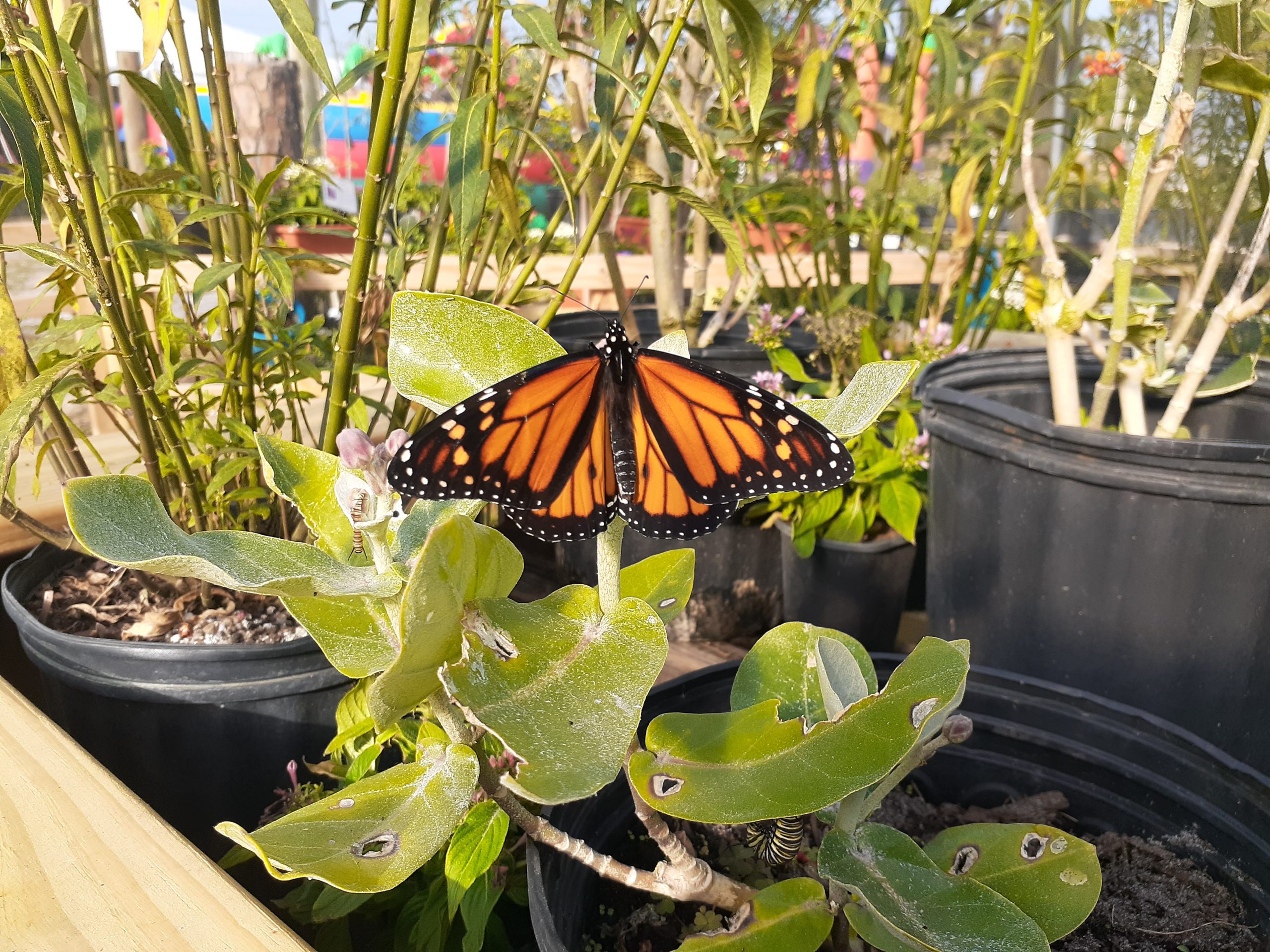 monarch butterfly