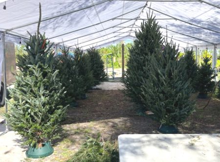 Christmas Trees
