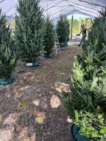 Christmas Trees