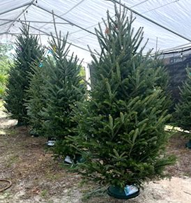 Christmas Trees