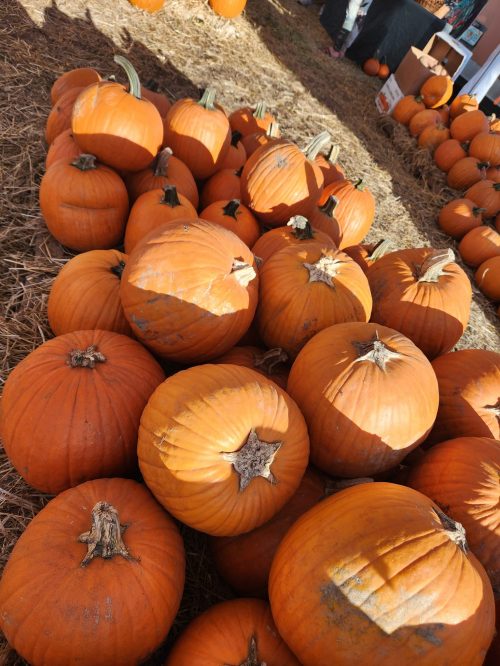 Pumpkin Patch