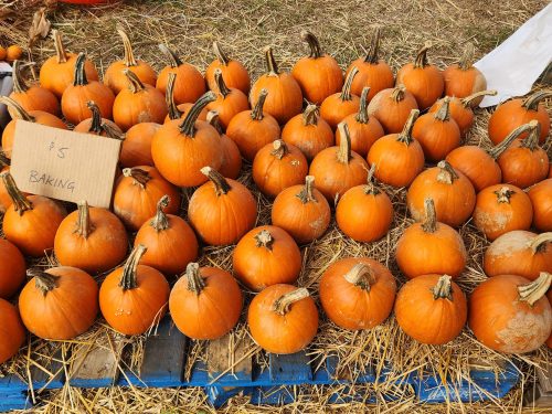 Pumpkin Patch