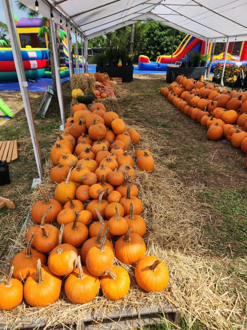 Pumpkin Patch