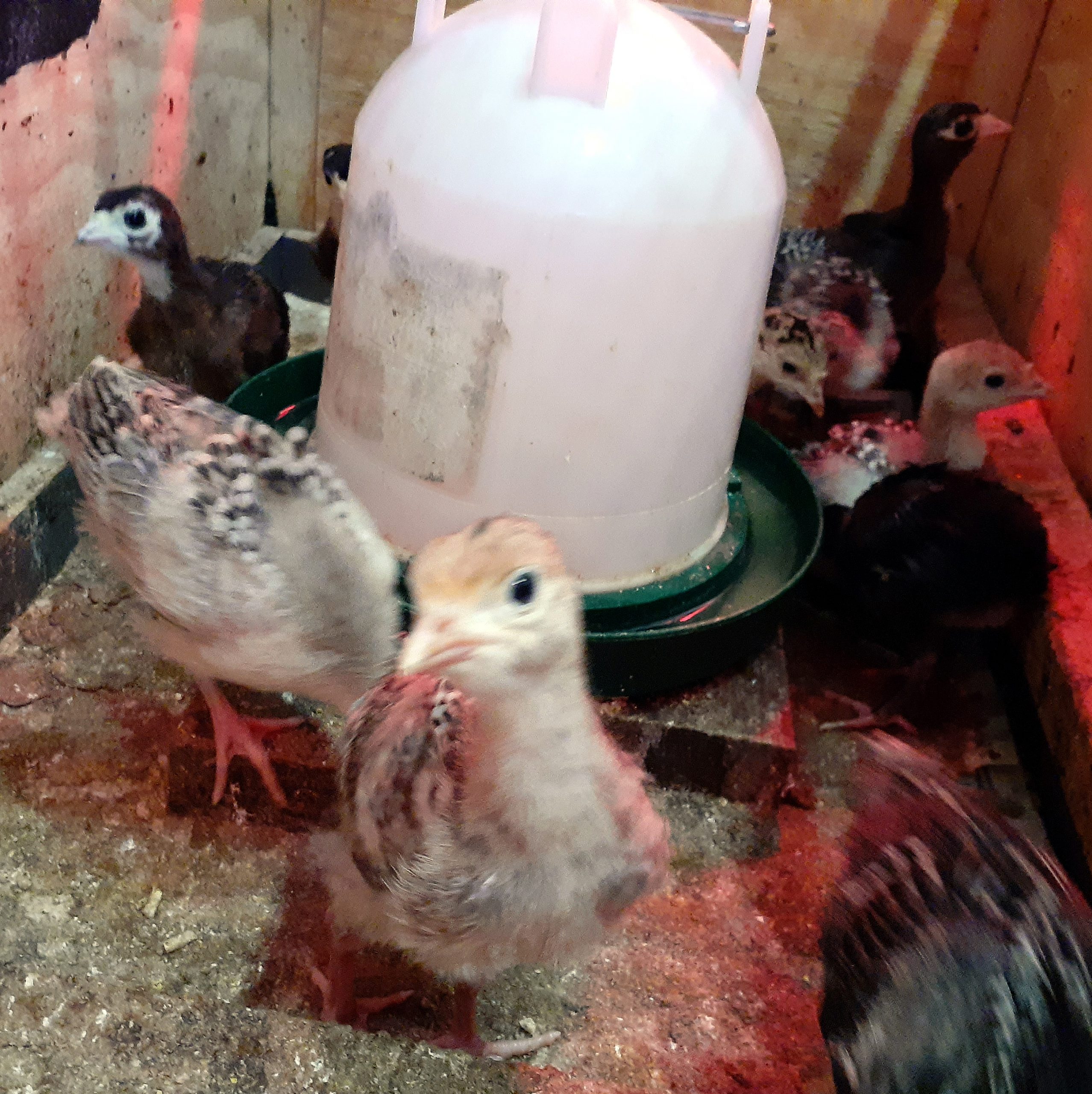 Chicks