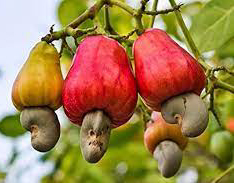 Cashew Tree