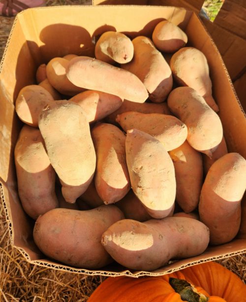 Sweet Potatoes