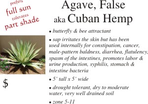 False Agave