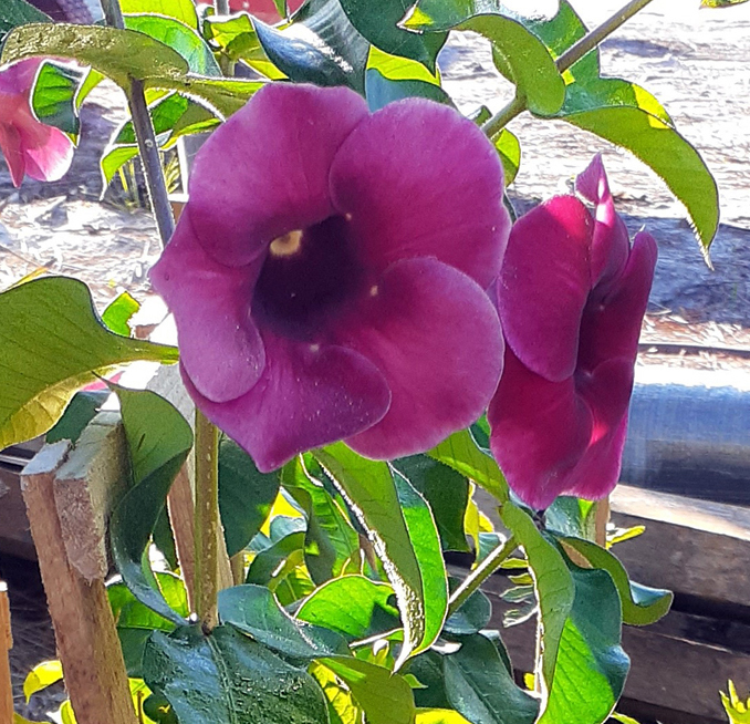 Mini Reds Allamanda