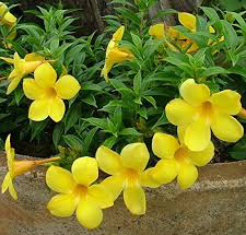 Yellow Allamanda