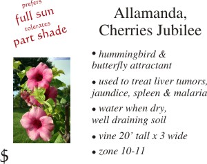 Cherries Jubilee Allamanda