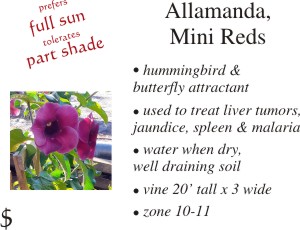 Mini Reds Allamanda
