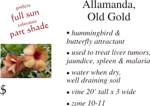 Old Gold Allamanda
