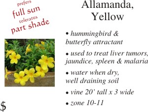Yellow Allamanda