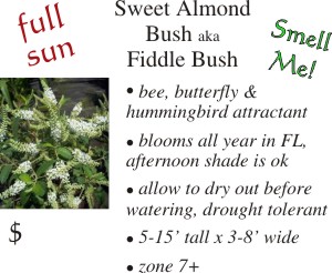 Sweet Almond