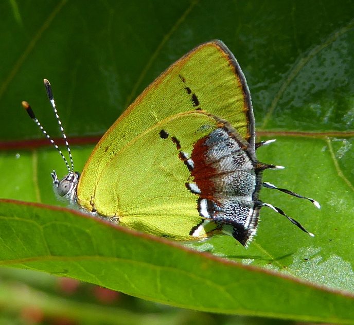 Amethyst Hairstreak