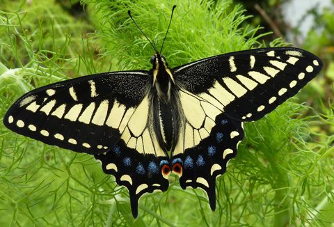 Anises Swallowtail