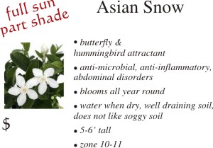 Asian Snow