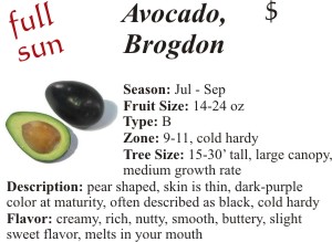 Brogdon Avocado