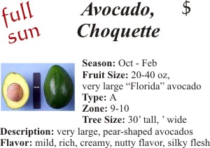 Choquette Avocado