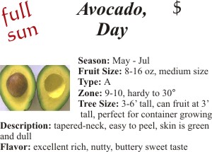 Day Avocado