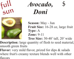 Doni Avocado