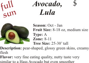 Lula Avocado