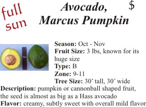 Marcus Pumpkin Avocado