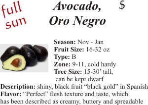 Oro Negro Avocado