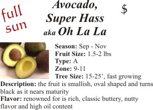 Super Hass Avocado