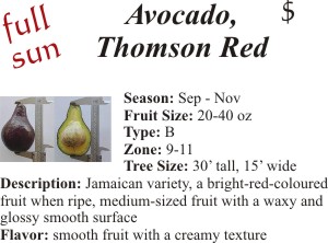Thompson Red Avocado