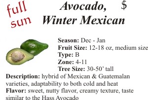 Winter Mexican Avocado