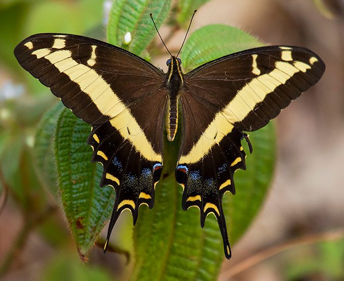 Bahamian Swallowtail