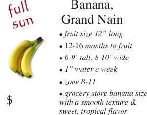 Grand Nain Banana