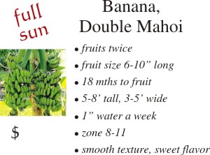 Double Mahoi Banana