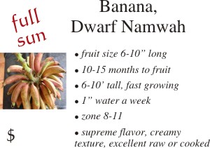 Dwarf Namwah Banana
