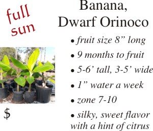 Dwarf Orinoco Banana