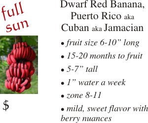Dwarf Red Banana