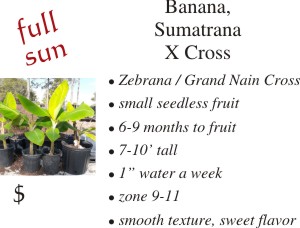 Sumatrana X cross Banana