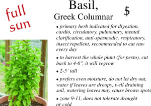 Greek Basil