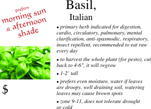 Italian Basil