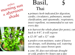 Thai Basil