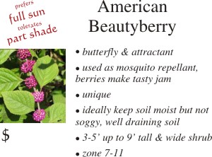 American Beautyberry