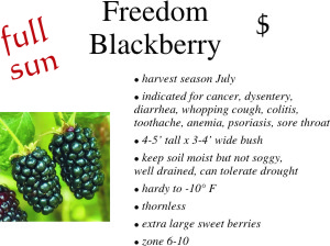 Freedom Blackberry
