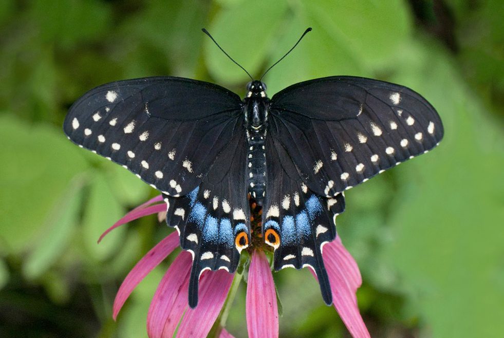 Black Swallowtail
