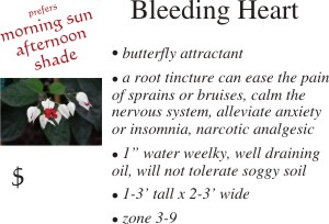 Bleeding Heart