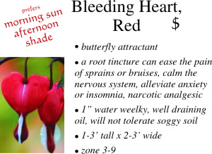 Bleeding Heart