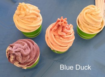 Blue Duck