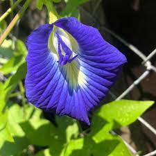 Blue Pea Vine