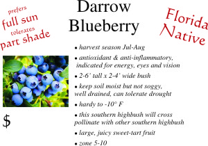 Darrow Blackberry